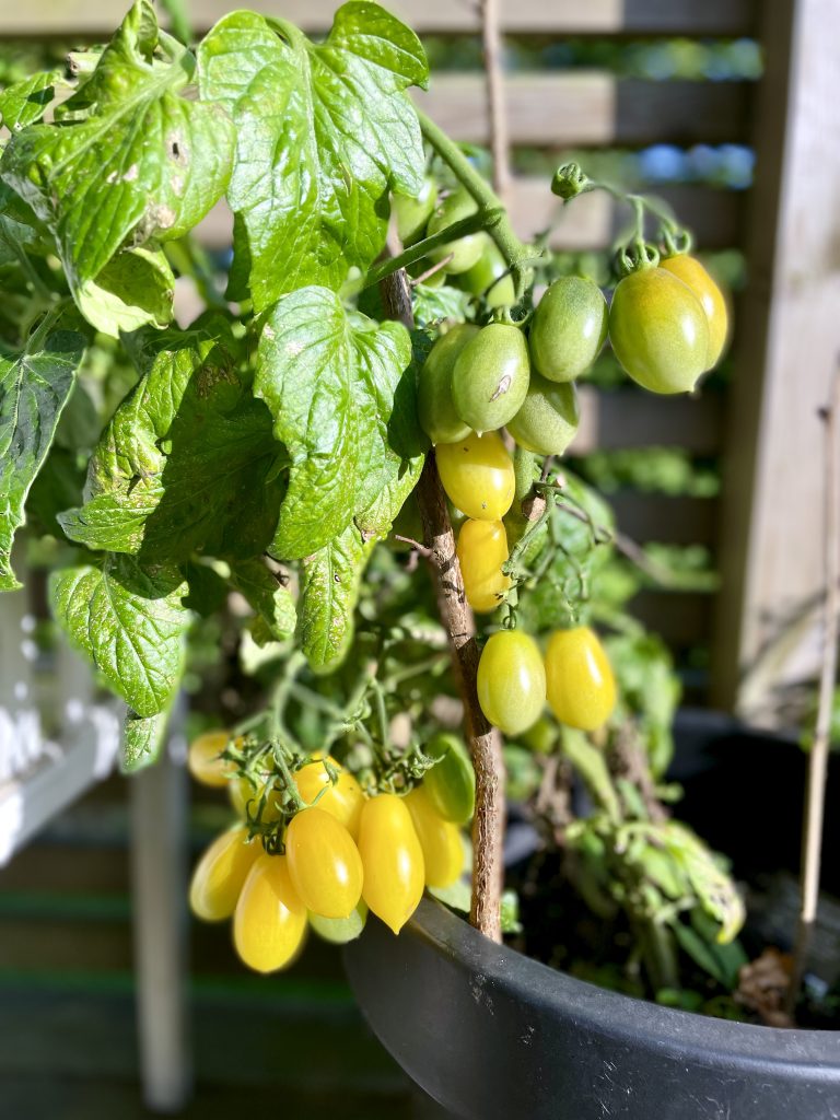 Tomatplantor, muffins & en frustrerad föräldraledig
