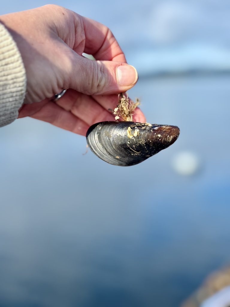 MUSSELPULVER