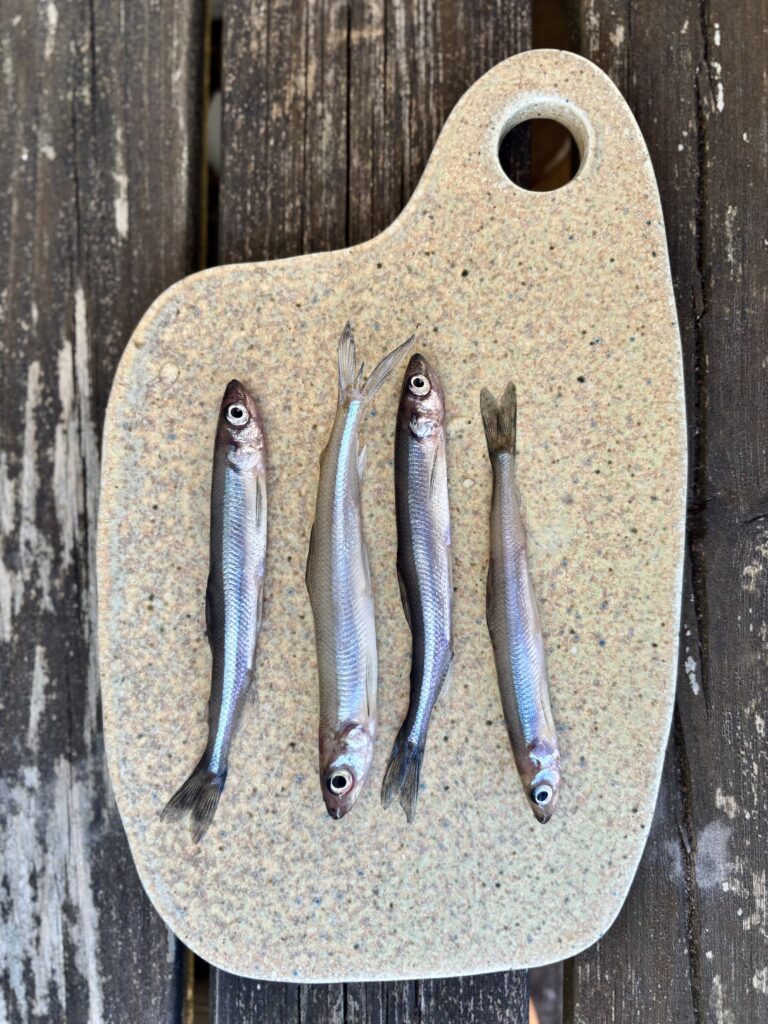 NORS – den lilla fisken som doftar gurka